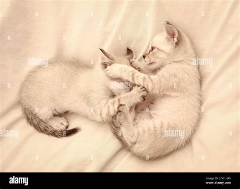 share love cozy home small cute kittens relax  white sheets baby