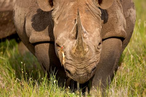 These Birds Protect Black Rhinos From Poachers (but Also Drink Their