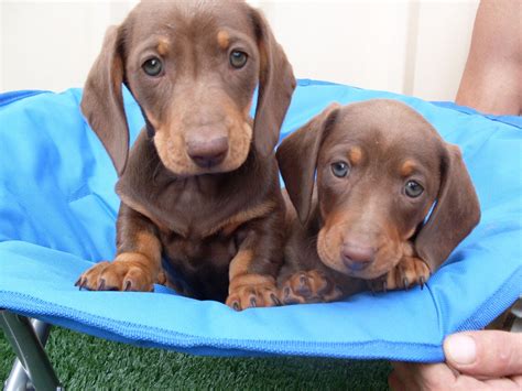 Murray River... - Murray River Miniature Dachshund's