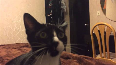 Котопес - YouTube