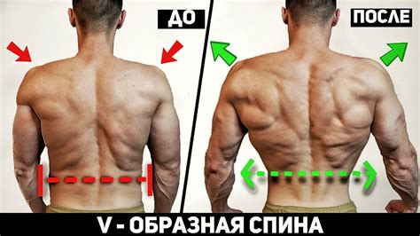 Базовые и вспомогательные упражнения на спину в тренажерном зале для ...