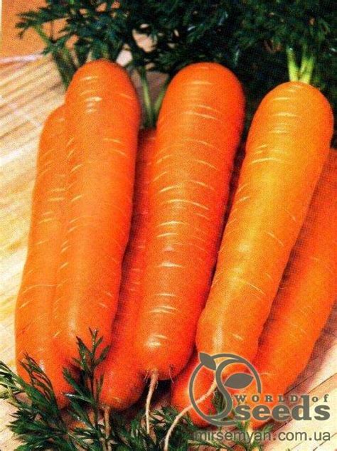 Морковь Виктория F1 0,5 кг. (Seminis) Купить семена Морковь