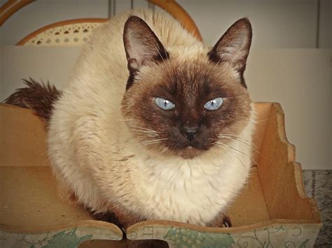 Cat Siamese - Free photo on Pixabay - Pixabay