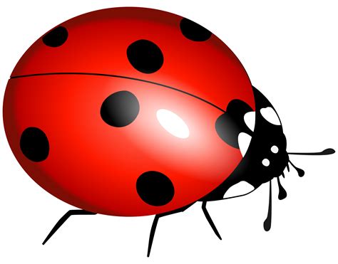 Cartoon Ladybug PNG