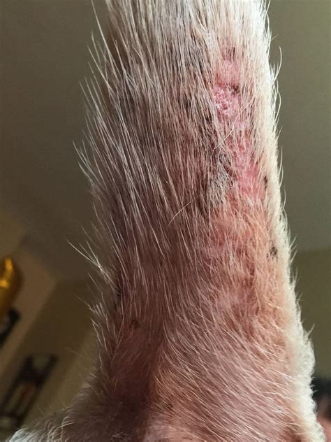 What To Put On Sore Skin For Dogs at John Williams blog