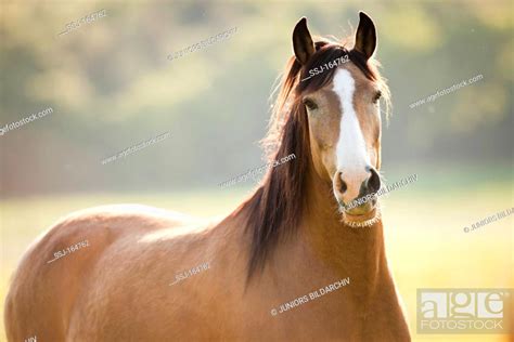 Andalusian horse - portrait, Stock Photo, Picture And Rights Managed ...