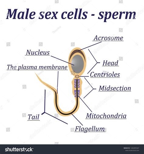 Diagram Male Sex Cells Sperm Stock Illustration 1282895347 | Shutterstock