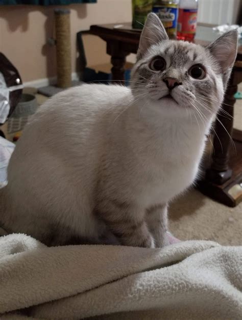 This is the cutest kitty! The best part of going to my sister's! : r ...
