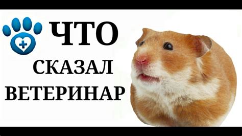 Что сказали ветеринары - YouTube