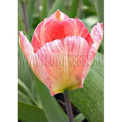 Тюльпан Фламинг Пуриссима (Tulip Flaming Purissima) купить, отзывы ...