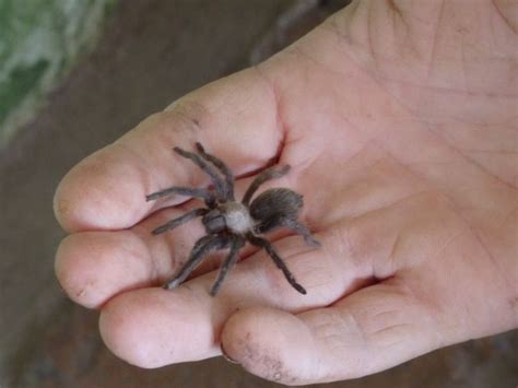 Baby Tarantula - VelaCreations