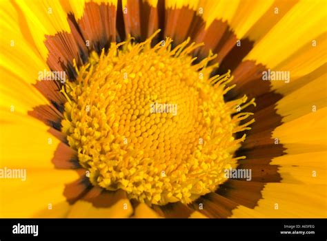 Gazania treasure flower Stock Photo - Alamy