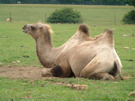 camel