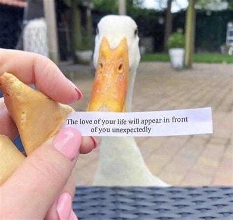 The best ducks memes :) Memedroid