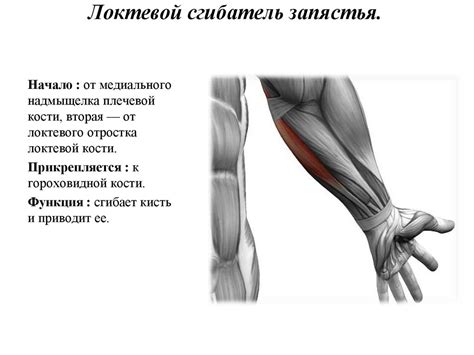 Мышцы верхней конечности - презентация онлайн