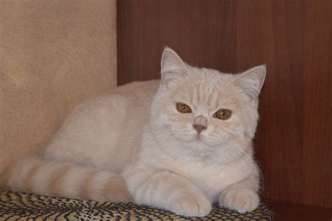Cream color | http://creambel.com
