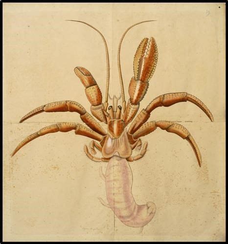 Pagurus bernhardus | Animals, Sea