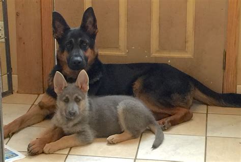 Powder Blue And Tan German Shepherd The Best German Shepherd Names For