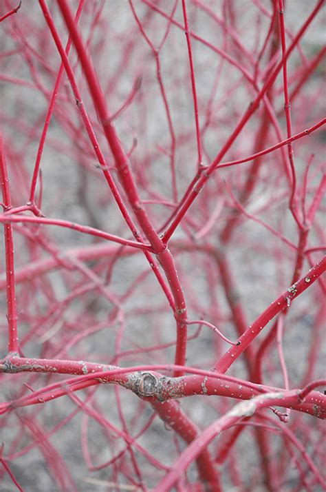 Siberian Dogwood (Cornus alba 'Sibirica') in Winnipeg Whyte Ridge ...