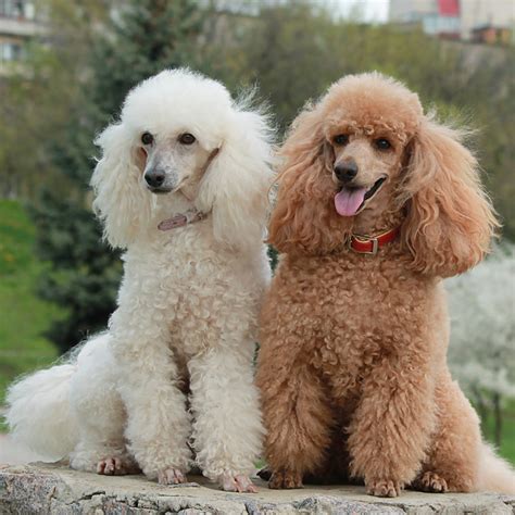 poodle toy  miniature facts wisdom panel dog breeds