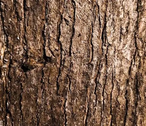 indonesian teak wood forestrycom