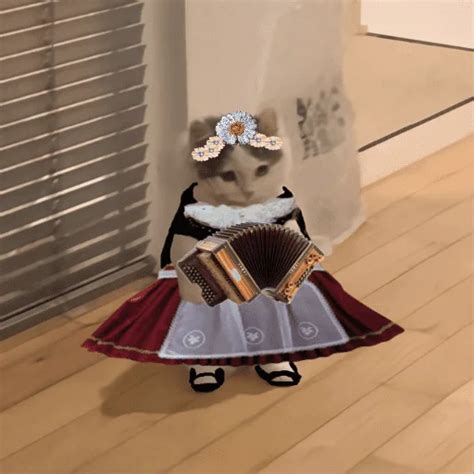 michi   memeable cat   internet