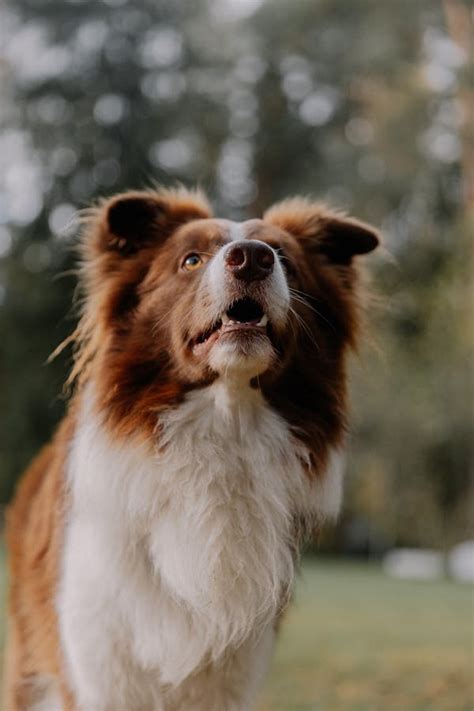 Black and White Border Collie · Free Stock Photo