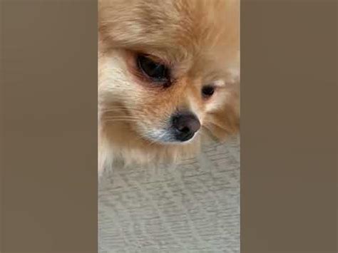 Синдром автопивоварни #cat #dog #врек #дружба #врекомендации #кот # ...