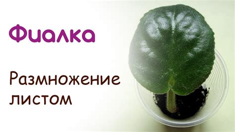Лист фиалки - размножение фиалок листом - YouTube