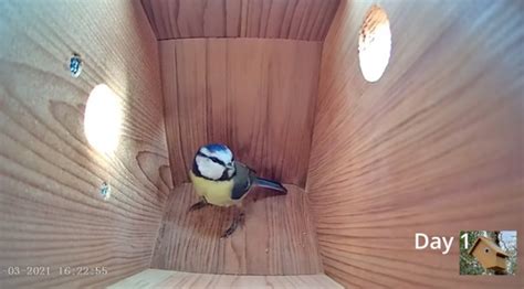 Timelapse Shows Bird Building A Home In An Empty Bird House And ...