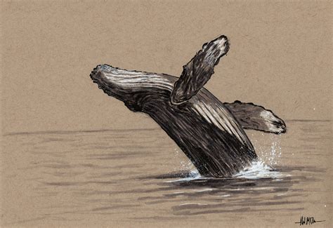 drawing a humpback whale 5