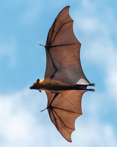 Fauna Of Andaman And Nicobar Islands