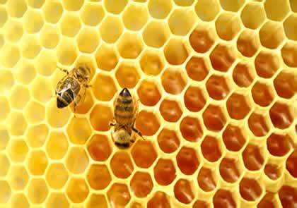 The Ancient Sacred Origin of Honey and Bees