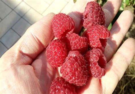 Малина кустовая - фото и картинки: 63 штук