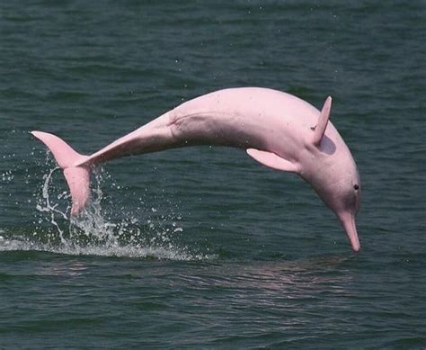 The Pink Amazon River Dolphin Amazon River Animals, Pink Amazon River ...