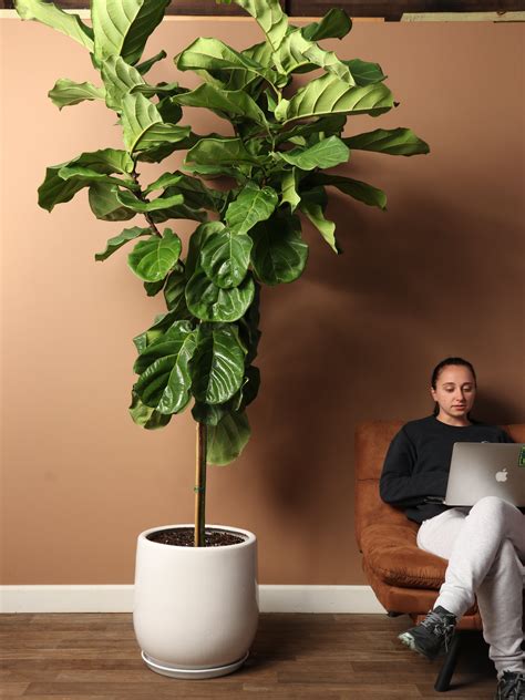 Fiddle Leaf Fig Tree Indoor Plant Little Plant Shop | New Standard