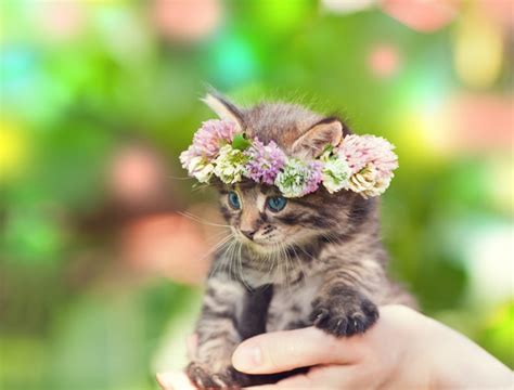 Pictures of Cats That Will Make You Jealous | PS Pets