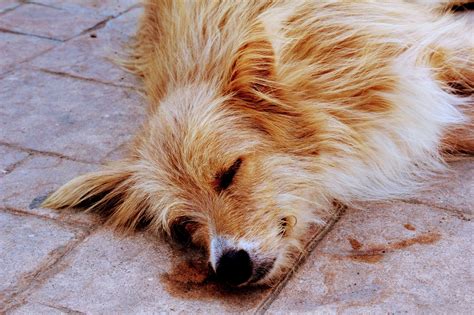Dog Relax Sleep - Free photo on Pixabay - Pixabay