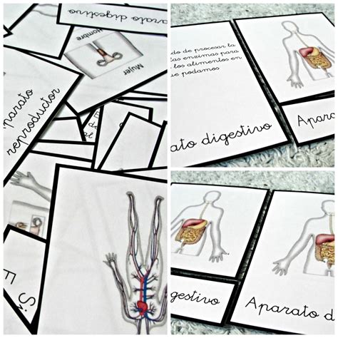 Aparatos y sistemas – MiMontessori