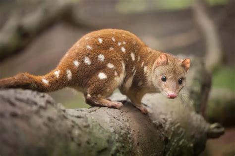 Quoll - Worldwide Nature