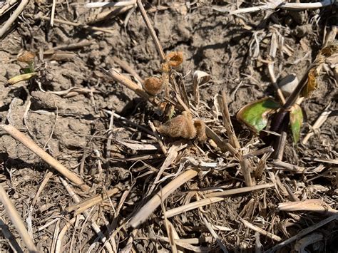 Province sees mixed frost damage | Farmtario