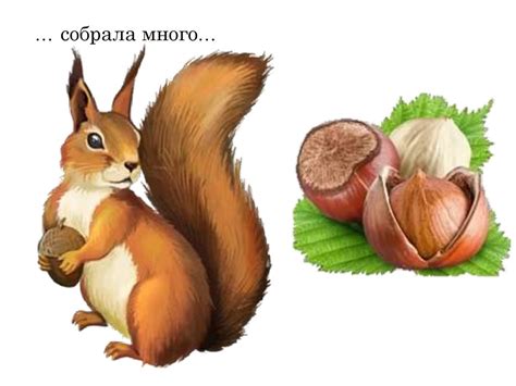 Запасы белки - презентация онлайн