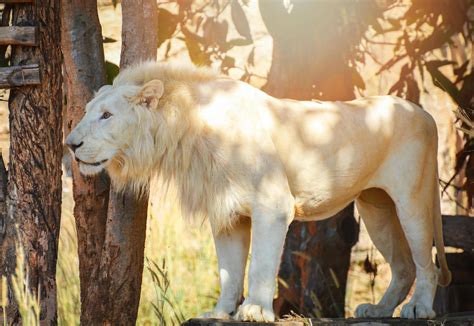 White lion standing safari in the national park king of the Wild