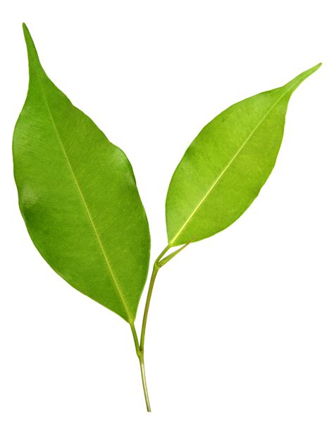 green leaf on transparent background png file 9664930 PNG