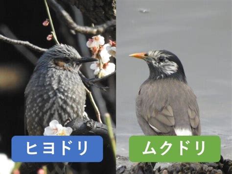 ヒヨドリとムクドリの違いと見分け方 | 野鳥情報.com