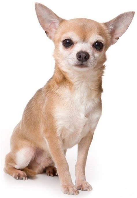 how-to-take-care-of-chihuahua.jpg (612×888) | Dog breeds, Chihuahua ...