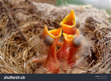 1,172 Robin Hatching Images, Stock Photos & Vectors | Shutterstock