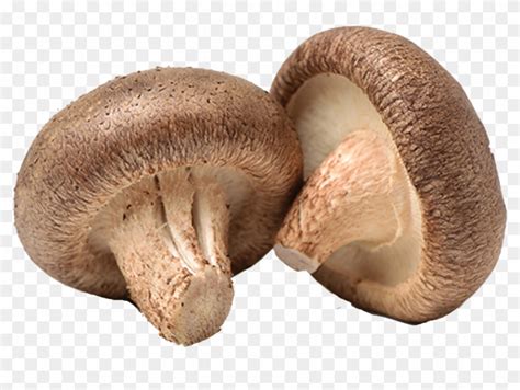 Shiitake, HD Png Download - 1200x675 (#485773) - PinPng