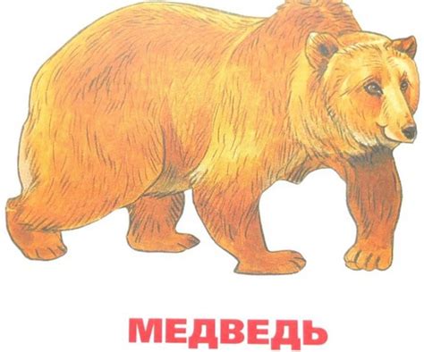 Распечатать Картинку Медведя (58 Фото)