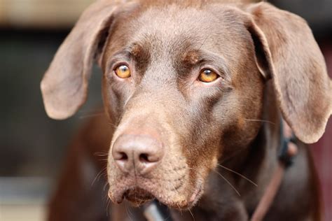 Dog Portrait Domestic Animal - Free photo on Pixabay